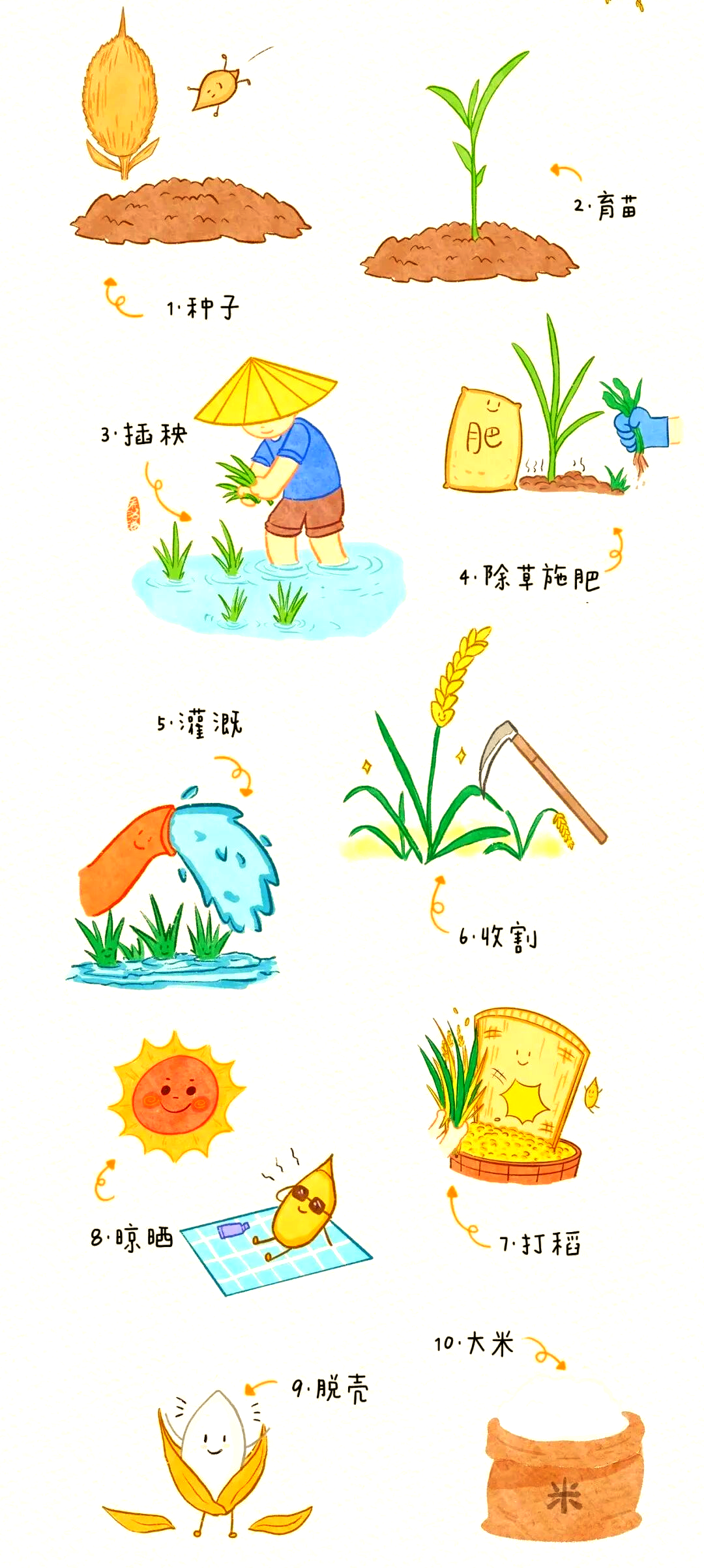 从种子到餐桌:水稻的生长旅程与人类的责任