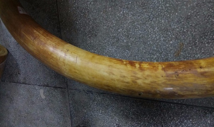 猛犸牙到底用不用上油
