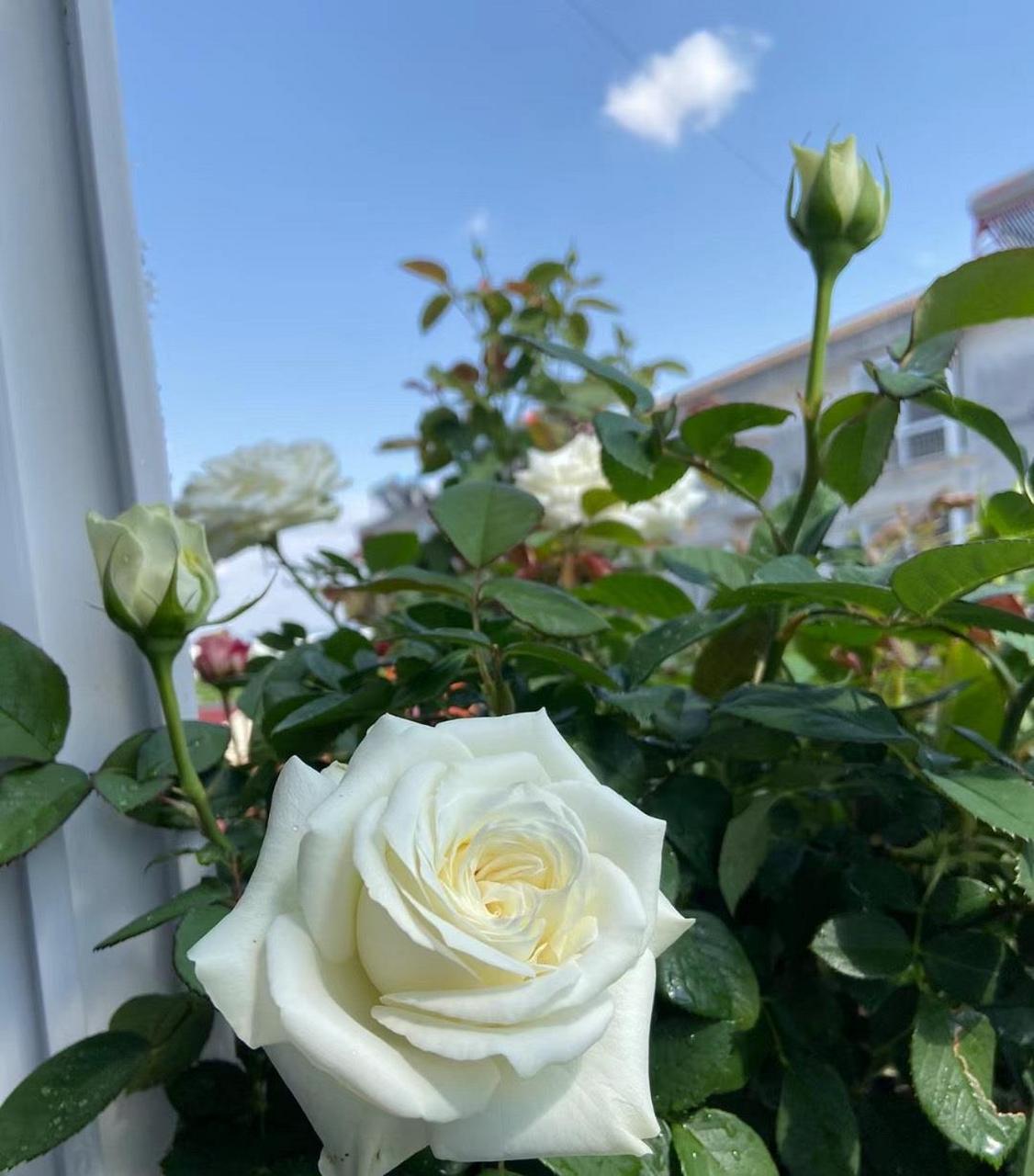 一款近乎"完美"的月季花——保罗二世,灌木,株高1米左右,庭院地栽,阳