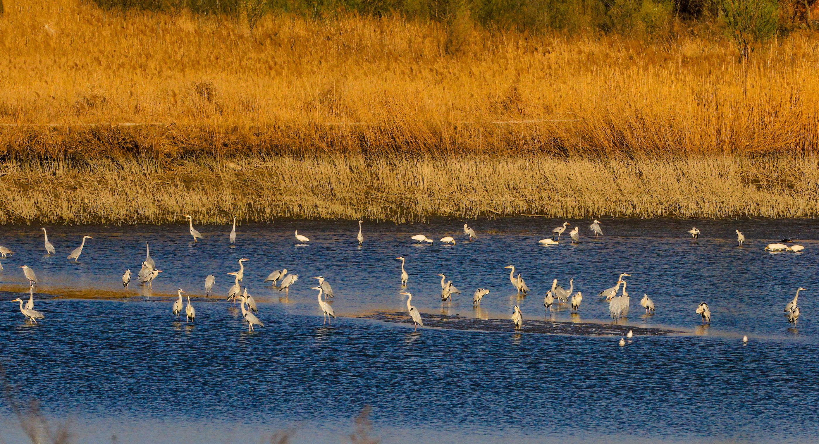 「与你"邮"约」河北衡水湖湿地生态自然保护题材亮相