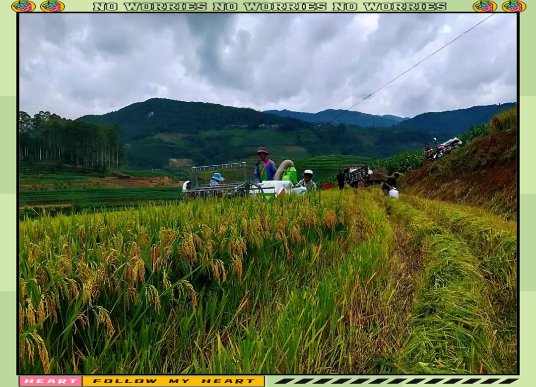 酒井乡水稻丰收,新技术助力粮食高产