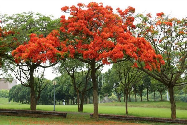 凤凰花花语是什么(凤凰花的花语是什么)