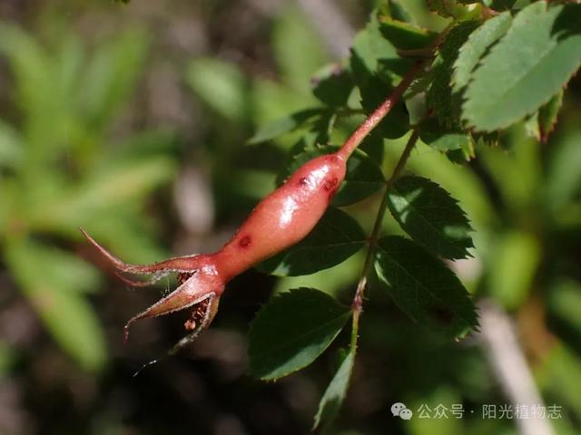 长白蔷薇,小猴脸一个,古灵精怪的
