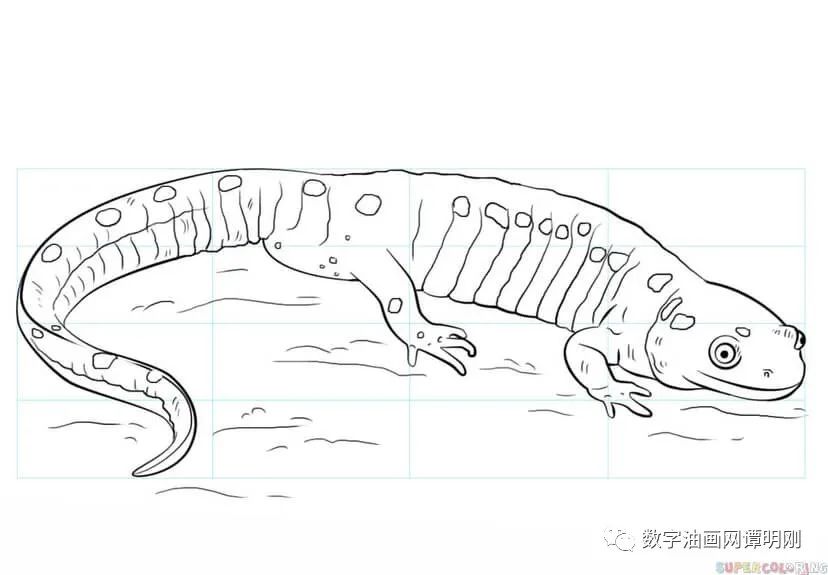 如何画娃娃鱼教美术网儿童美术绘画教程