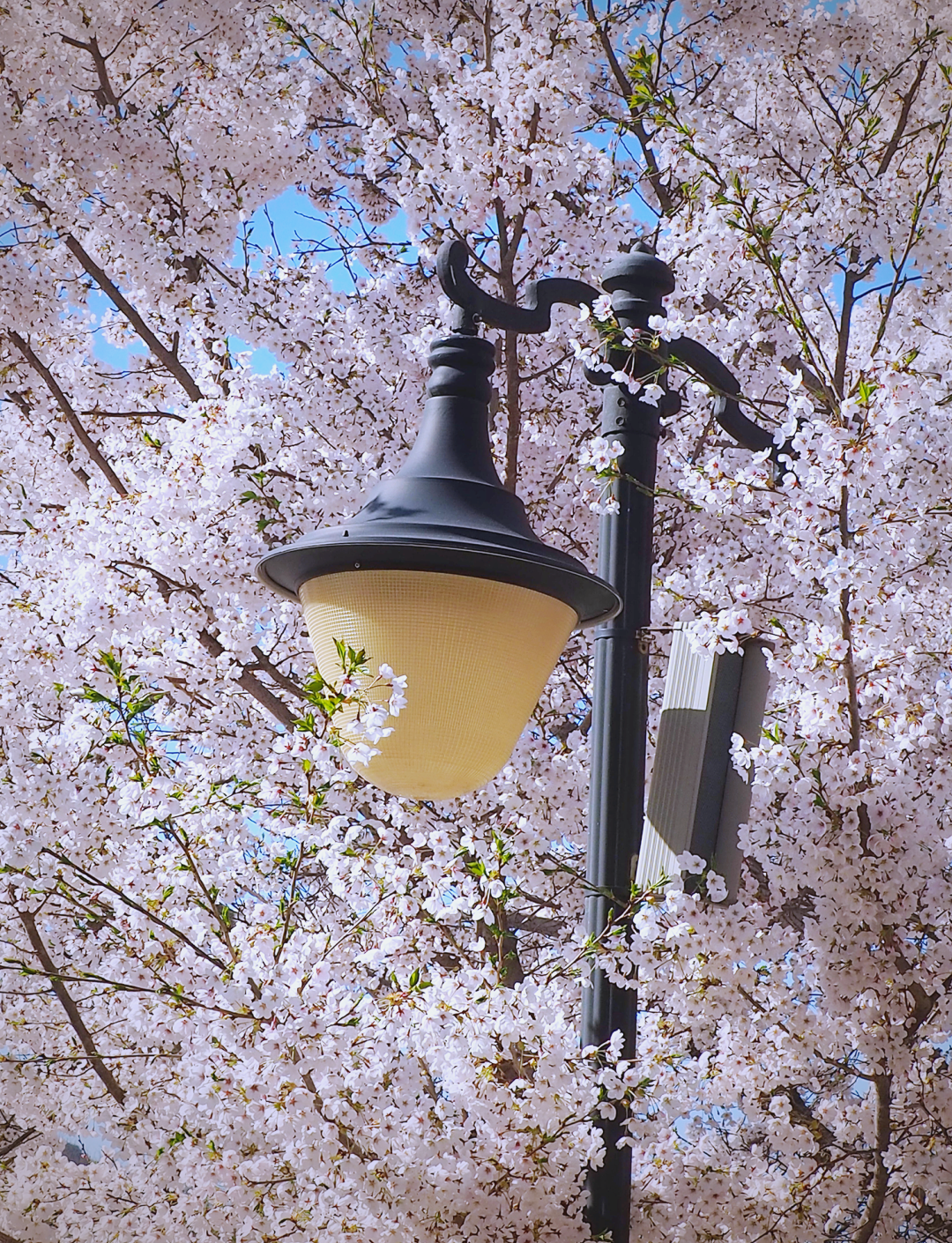 大连龙王塘樱花园:欣赏无尽春日花海