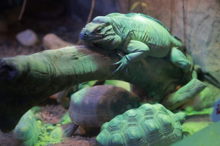 去上海动物园找找吧～|龙年春节范