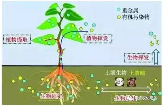 影响作物根系生长的三大要素!(非常重要)