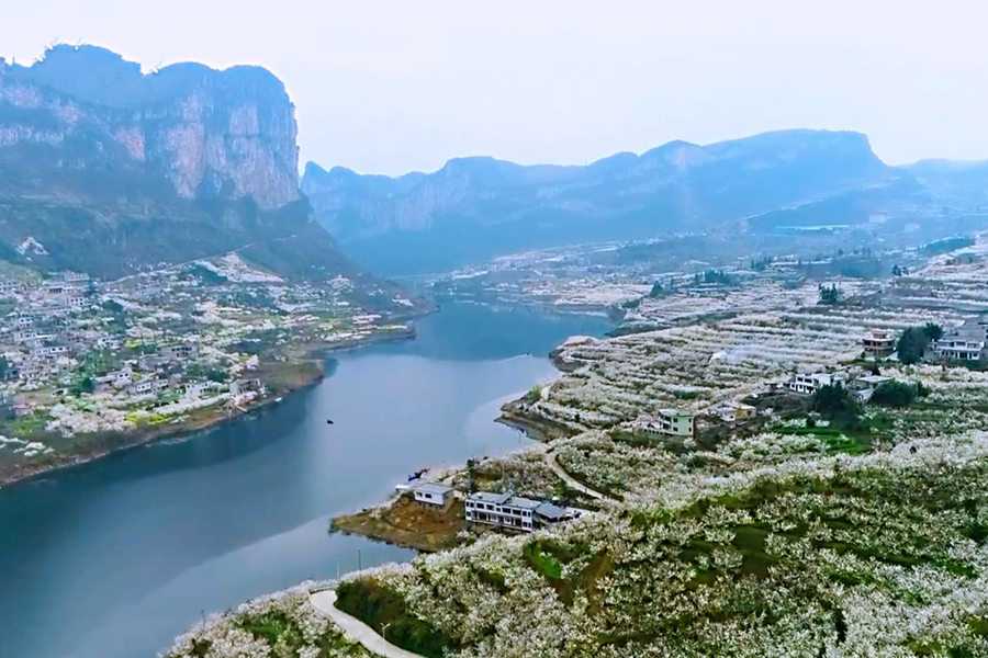 清镇市流长乡凹河村:樱桃花开俏争春