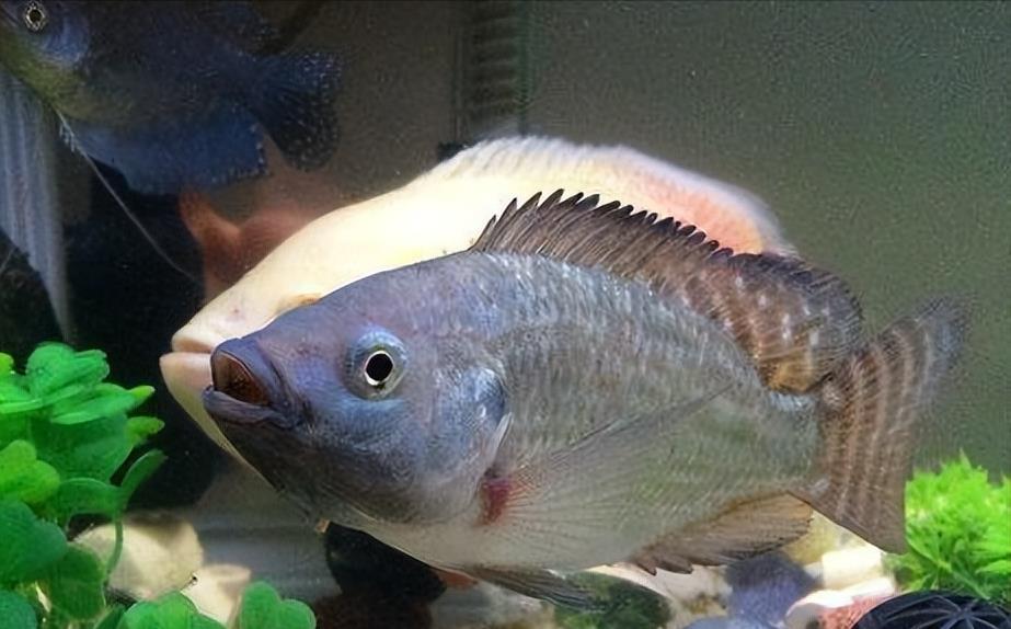 尼罗罗非鱼的生物学特征与高位池盐碱水养殖技术