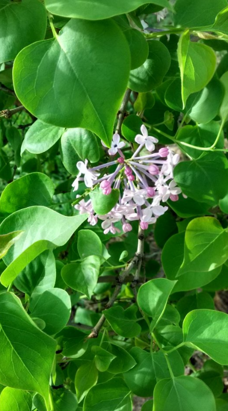 石楠花和丁香花的区别
