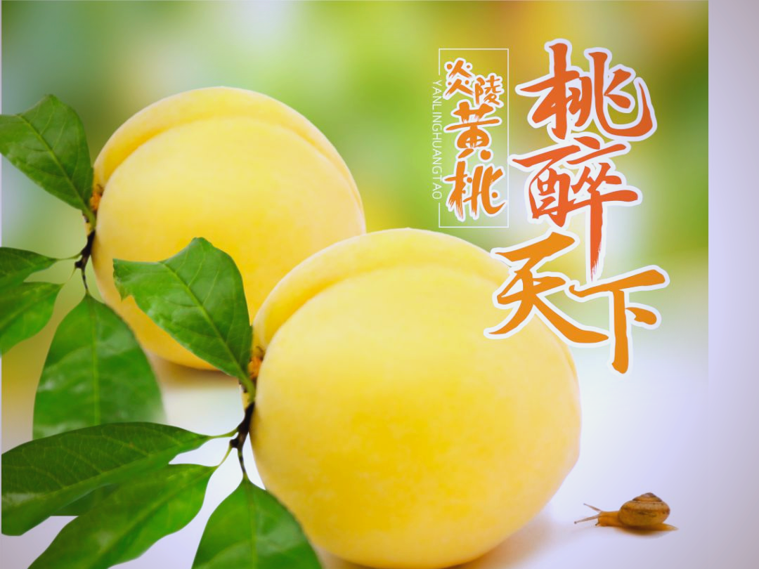 炎陵黄桃:从黄桃到乡村振兴的"黄桃传奇"