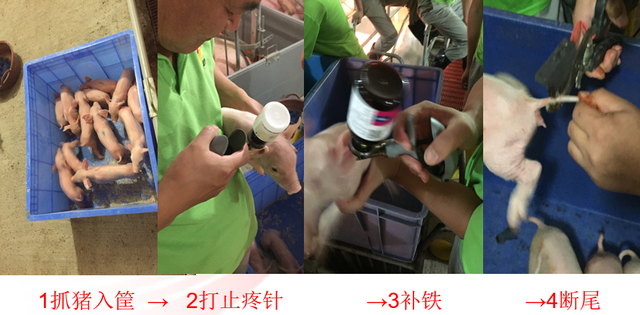教你一招,仔猪去势断尾补铁一次做完,减少应激,不影响仔猪生长