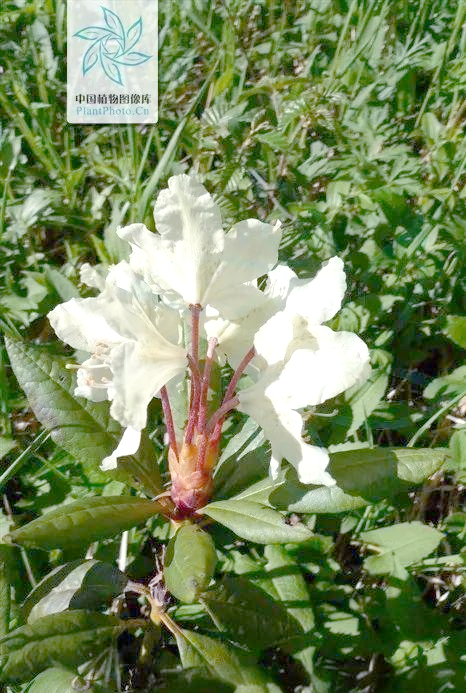 —东北地区的独特常绿植物