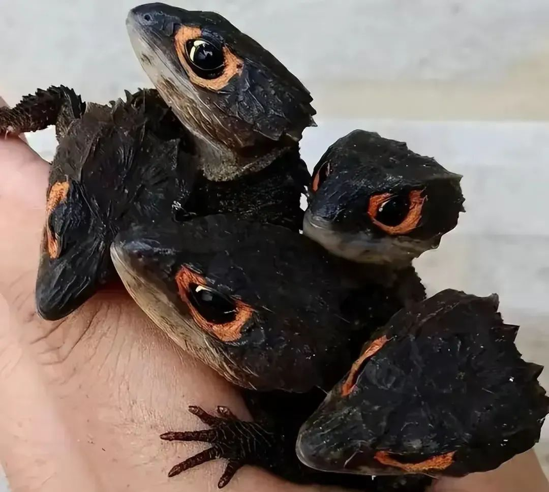 探索多彩世界:众多稀奇古怪的图片,每一张都令人大开眼界