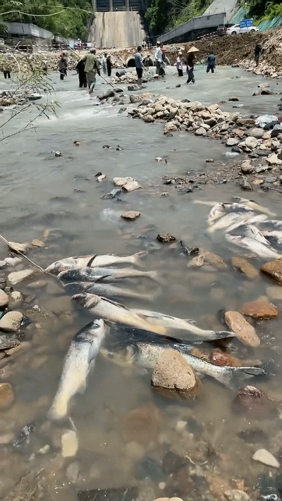 现场不少老乡表示捡鱼捡到手软…… 近日,视频博主(@小猫钓鱼)在某短