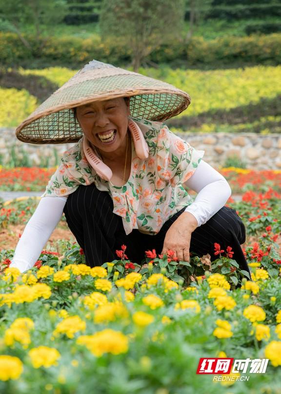 安化县茶乡花海投资人图片