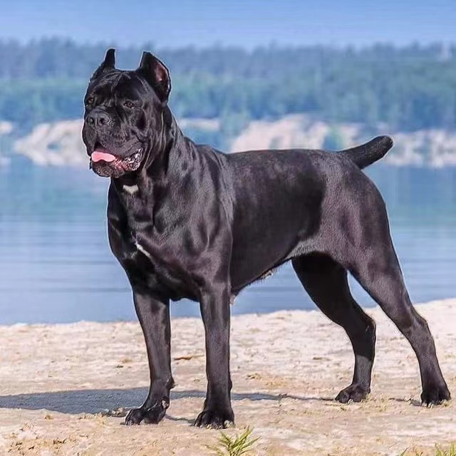 寻找可信赖的卡斯罗犬销售地点:探索卡斯罗犬出售的可靠来源