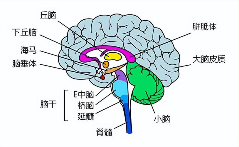 脑立体定位技术对小鼠研究的变革性影响及导科医药的战略布局