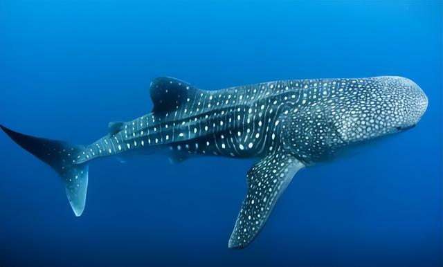 巨型海洋生物:了解鲸鲨的神秘世界