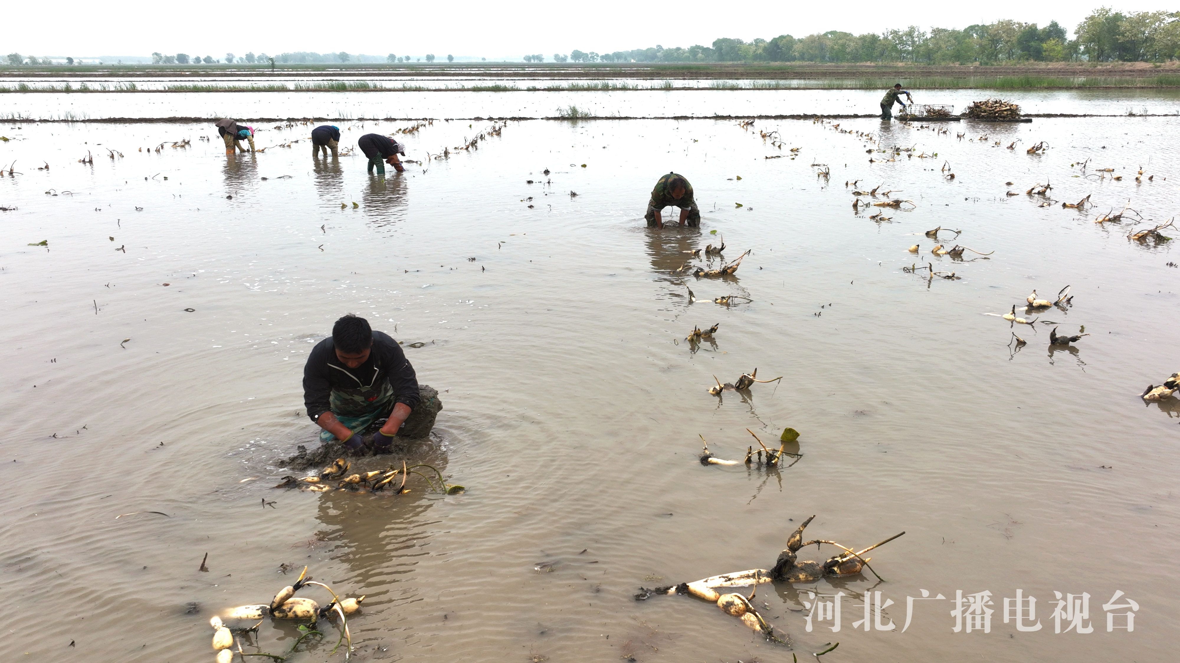 图说丨丰南:初夏时节种藕忙