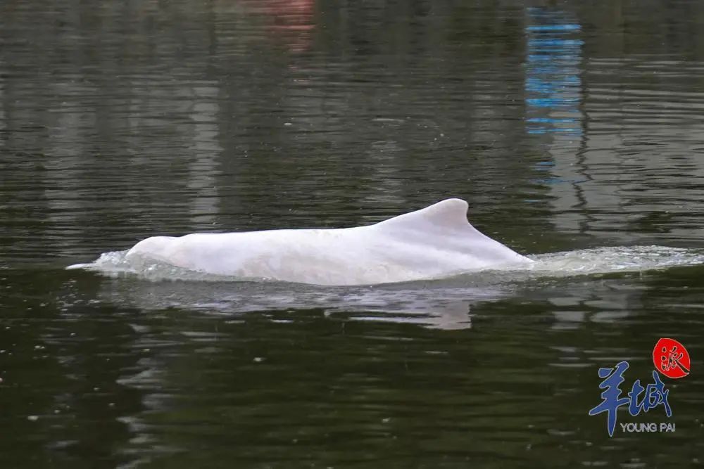 中华白海豚仍在广州河涌"遛弯",最新情况