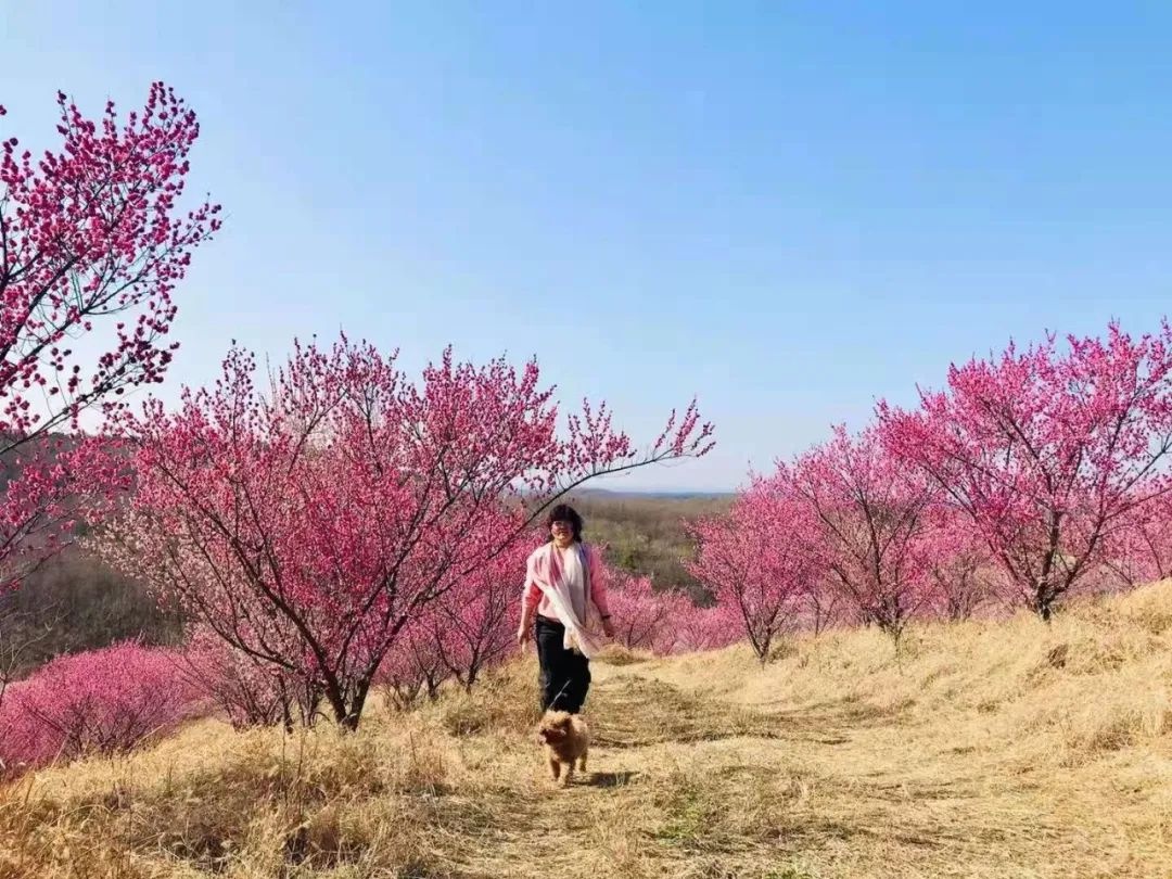 滁州超全赏花地图,一整个春天都在这里了!