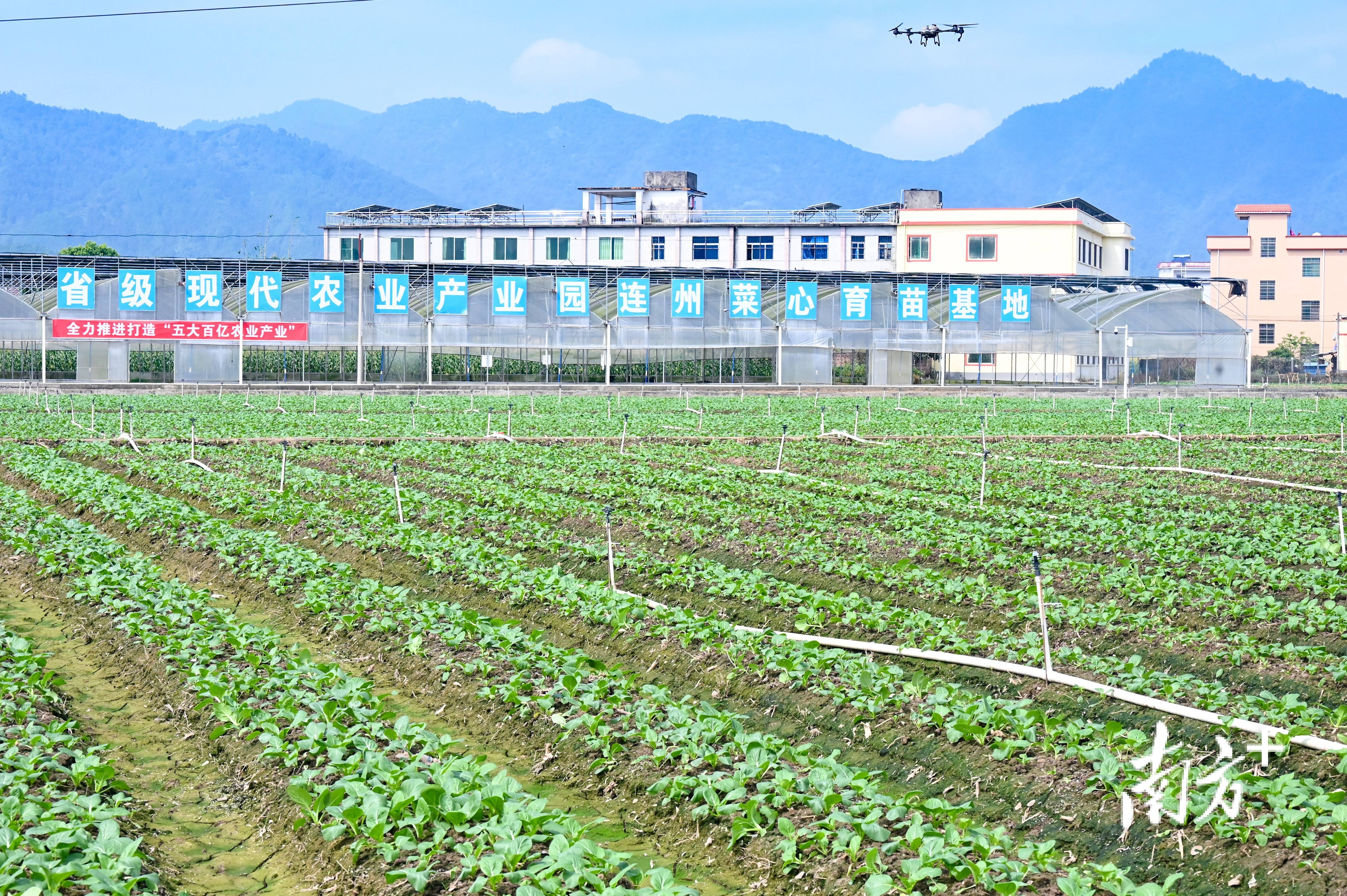 视频|16万亩连州菜心开播!"百亿产业"田间起