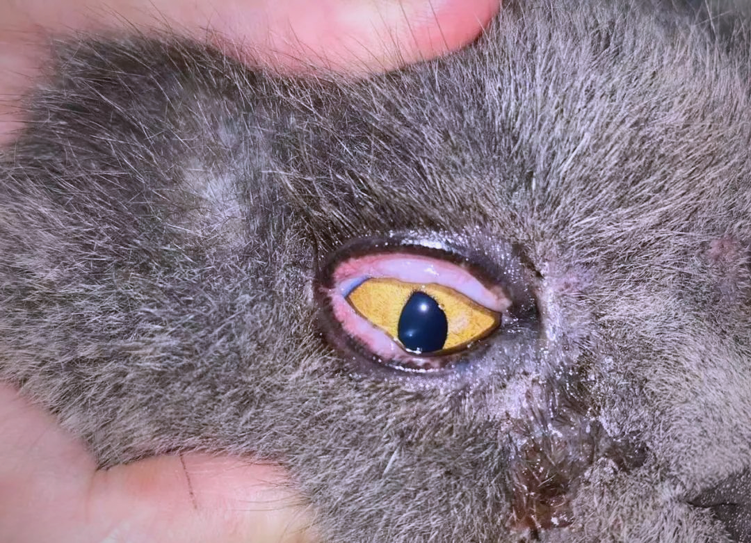 猫眼科支原体性结膜炎的病例分享与治疗过程详解