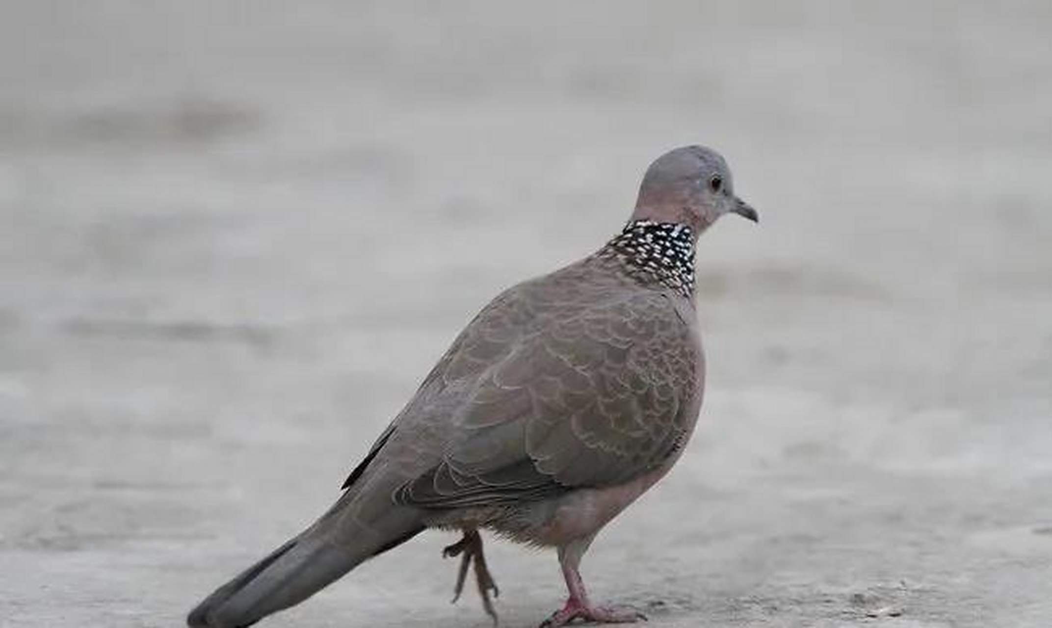 外号"野鸽子"的斑鸠,现在在北京总是能够看到,我家的阳台,窗台外面总