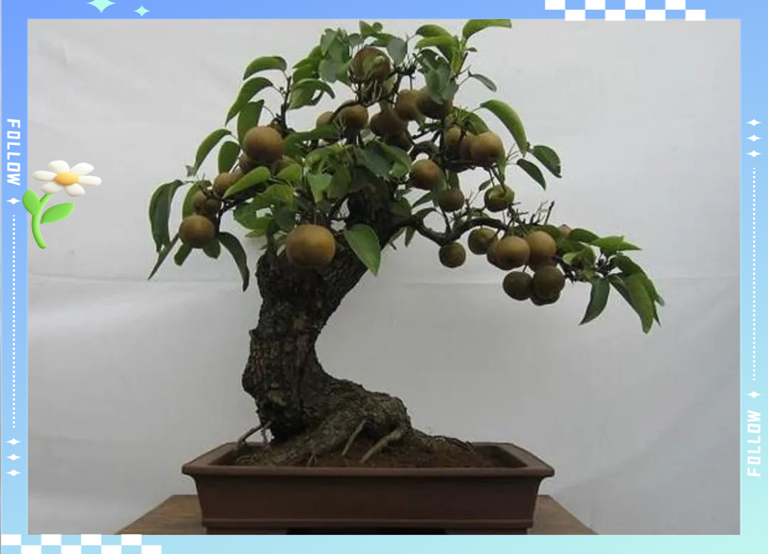 棠梨盆景养护全攻略:从选材到病虫害防治