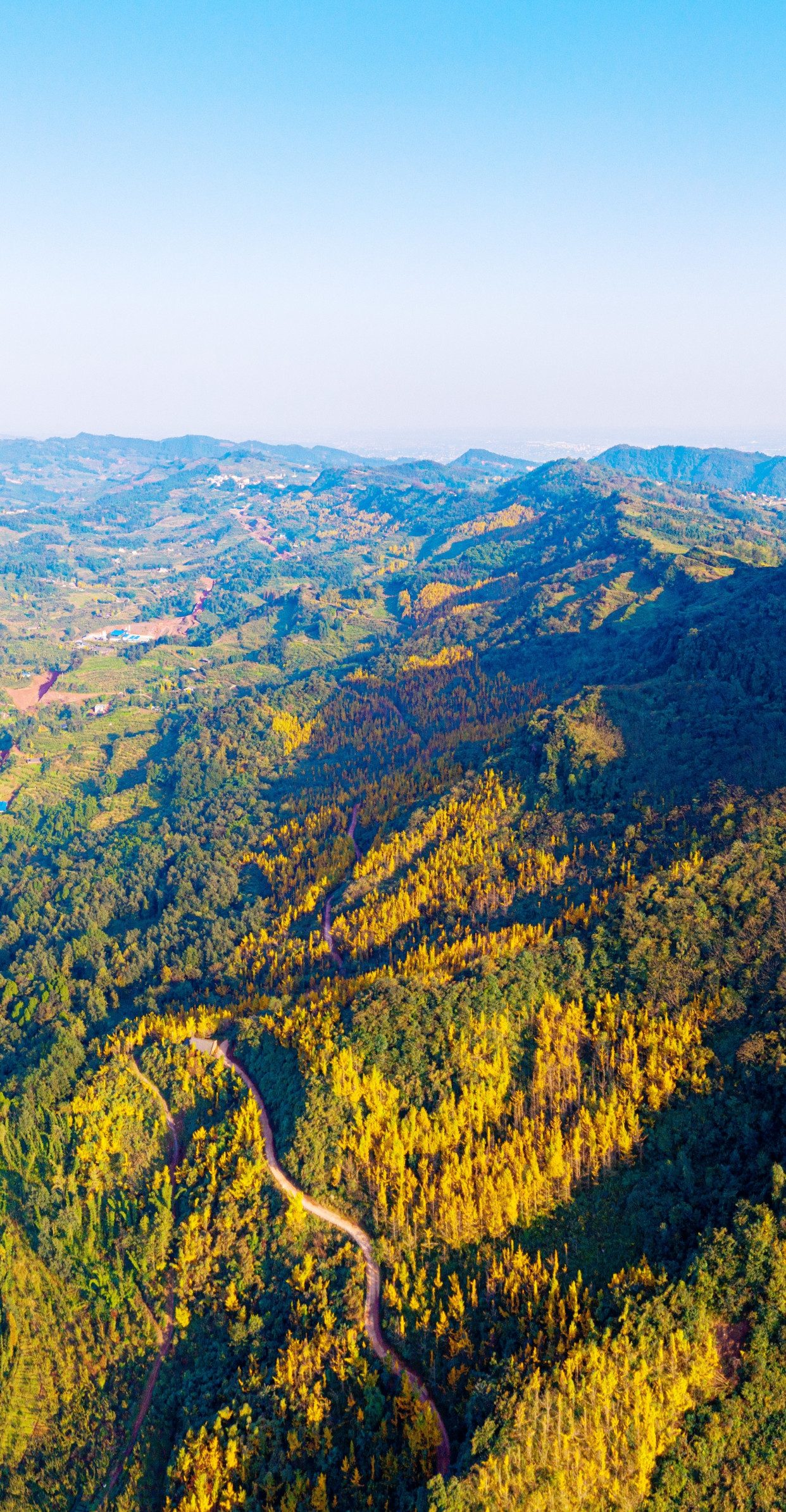 四川丹棱:限时观赏!银杏大片震撼上线啦