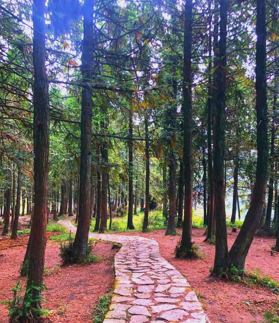 重庆黄水国家森林公园:探险,避暑与感受土家风情的胜地