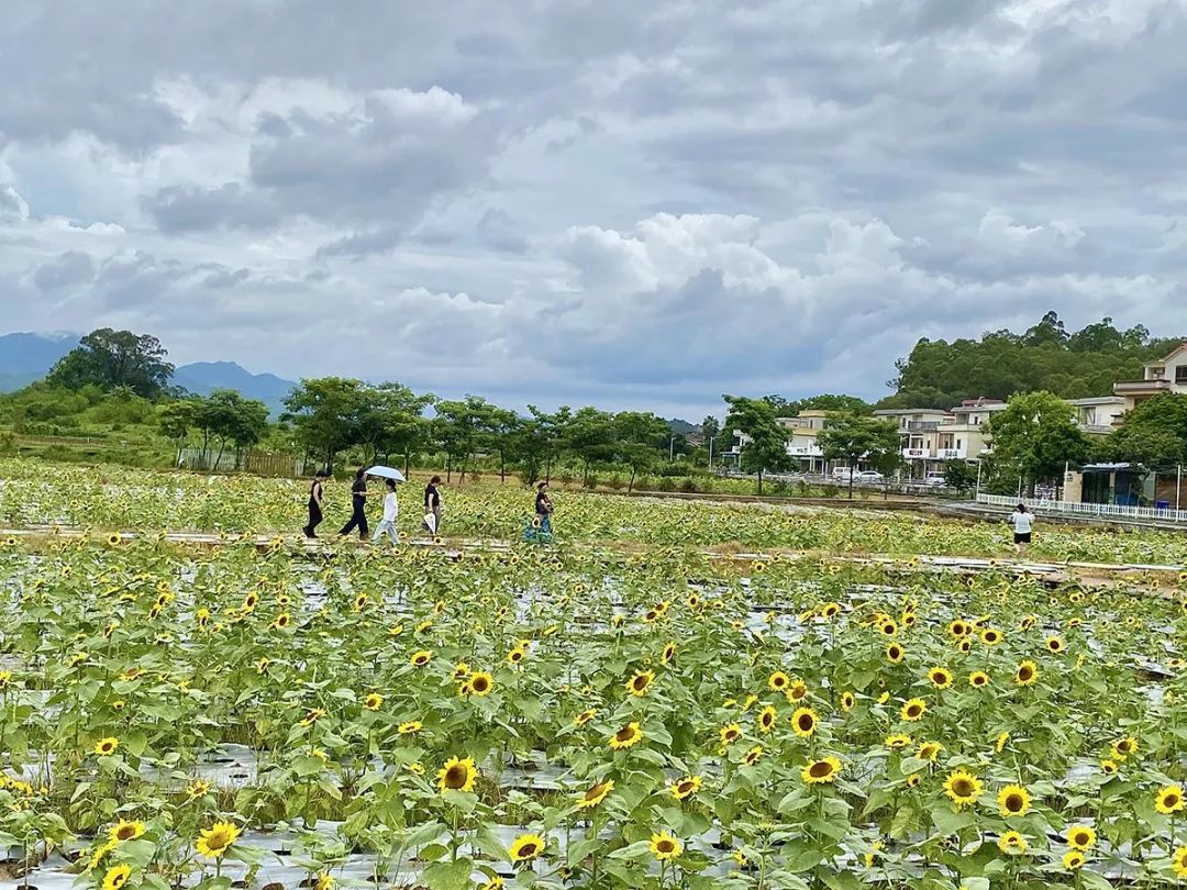 开平向日葵花海来啦!好多人去打卡