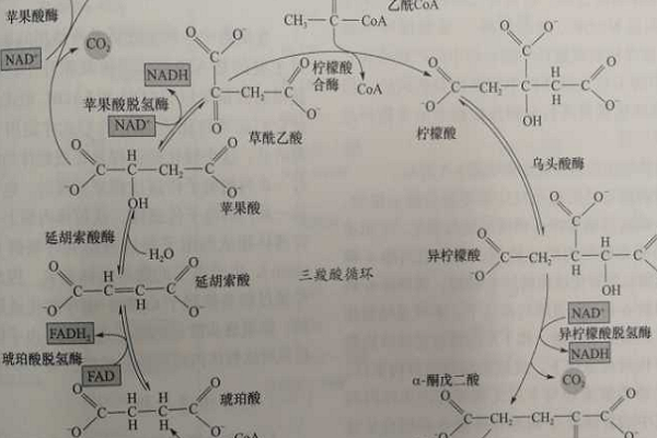 磷酸戊糖途径图图片