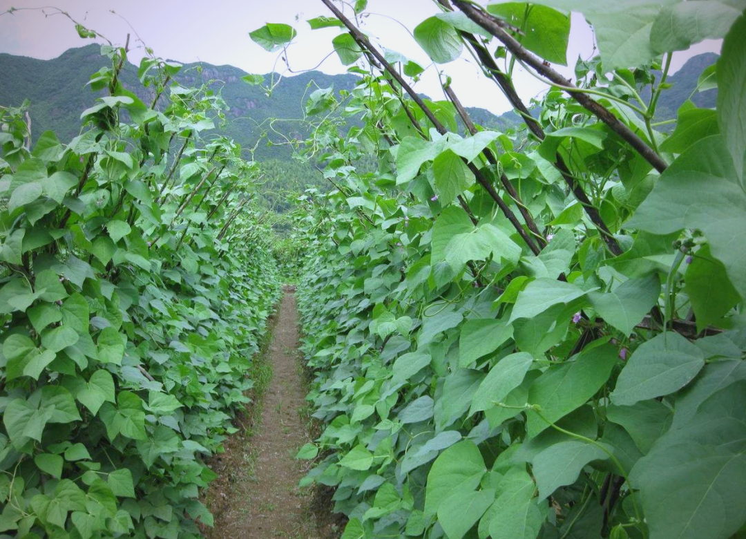 四季豆种植与管理的全面指南