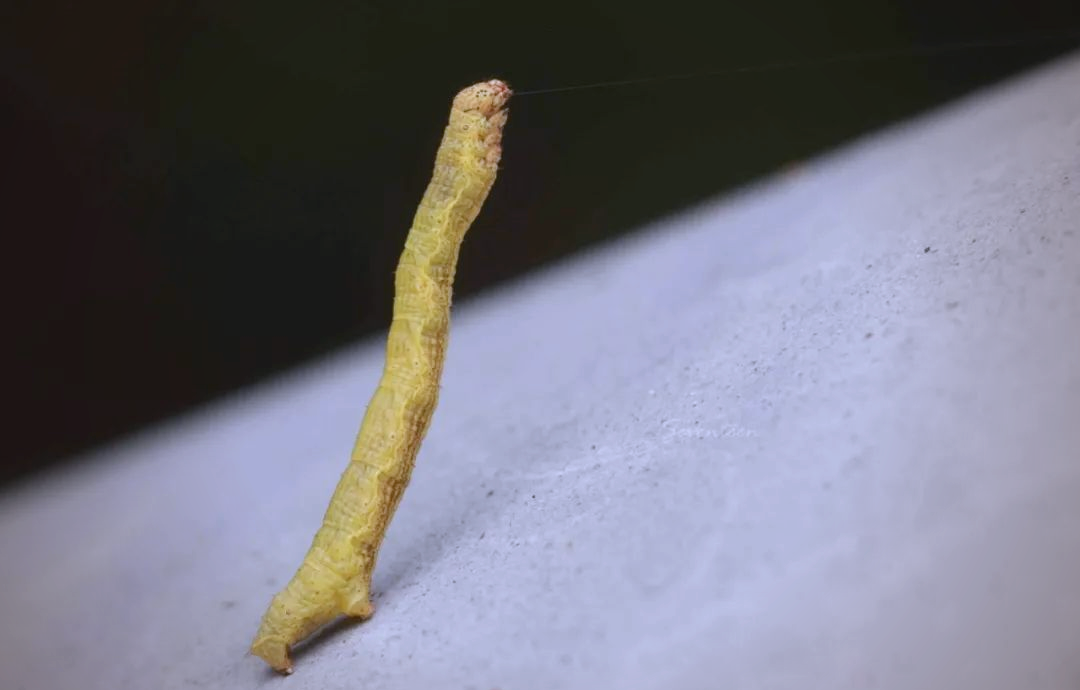 探索昆虫世界:尺蠖的奇妙之旅