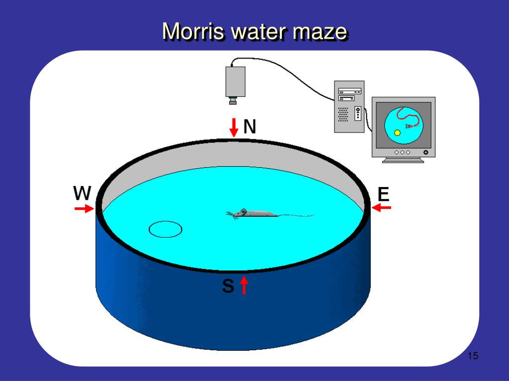 脑声常谈:影响morris水迷宫实验结果的"隐藏猫腻"|动物品系