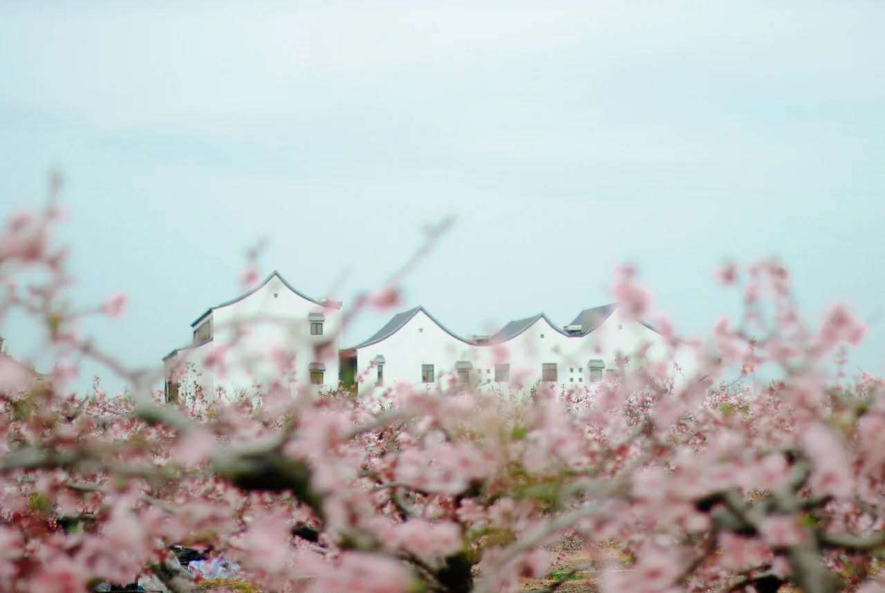 苏州桃花观赏地:桃花岛,桃花村和桃花湖,都是苏州赏桃花之地!