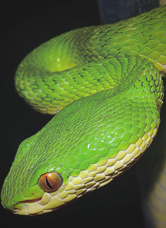 观察其颜色,头部和体背呈现出鲜亮的绿色,而上下唇及腹部则呈现淡黄