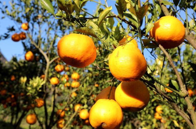 罗平:长底丑柑喜丰收 采摘品尝正当时