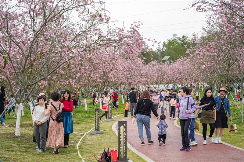 廉江櫻花公園擬評定為國家3a級旅遊景區