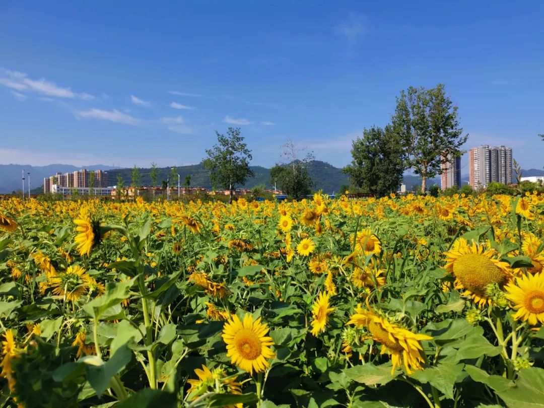 宝鸡市区惊现两片向日葵花海!30分钟直达!免费打卡