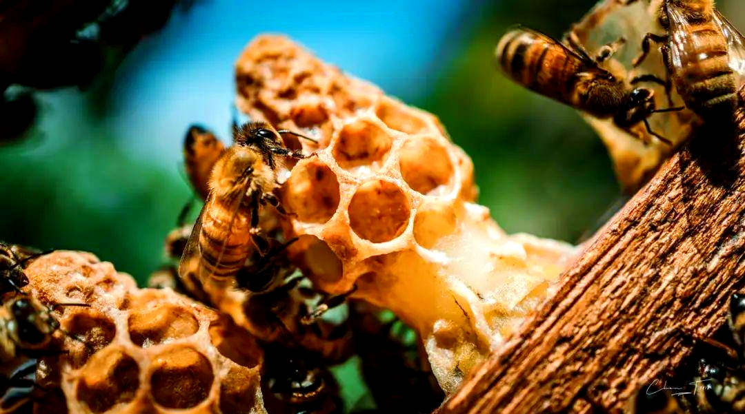 秋季分蜂王台的筛选与优化策略