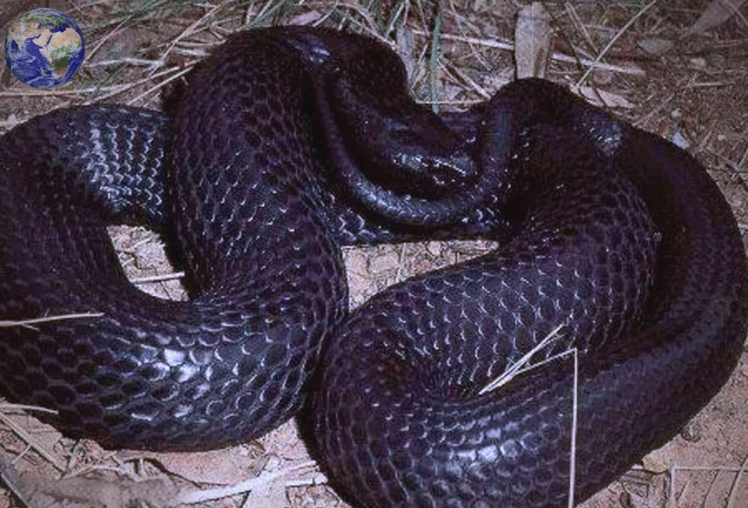 塔斯马尼亚黑虎蛇:毒性强大的澳洲毒蛇