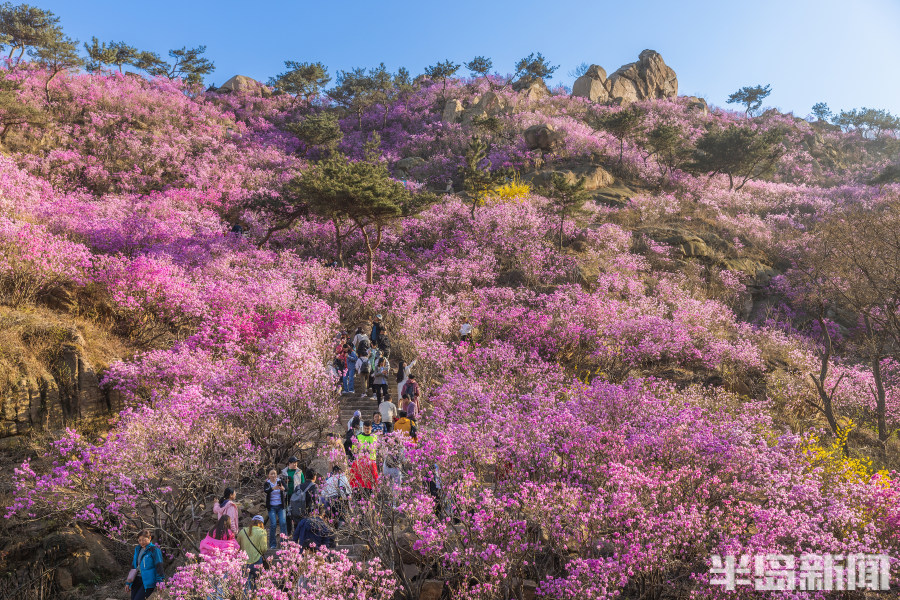 紅動山川,美輪美奐……大珠山萬畝杜鵑花綻放