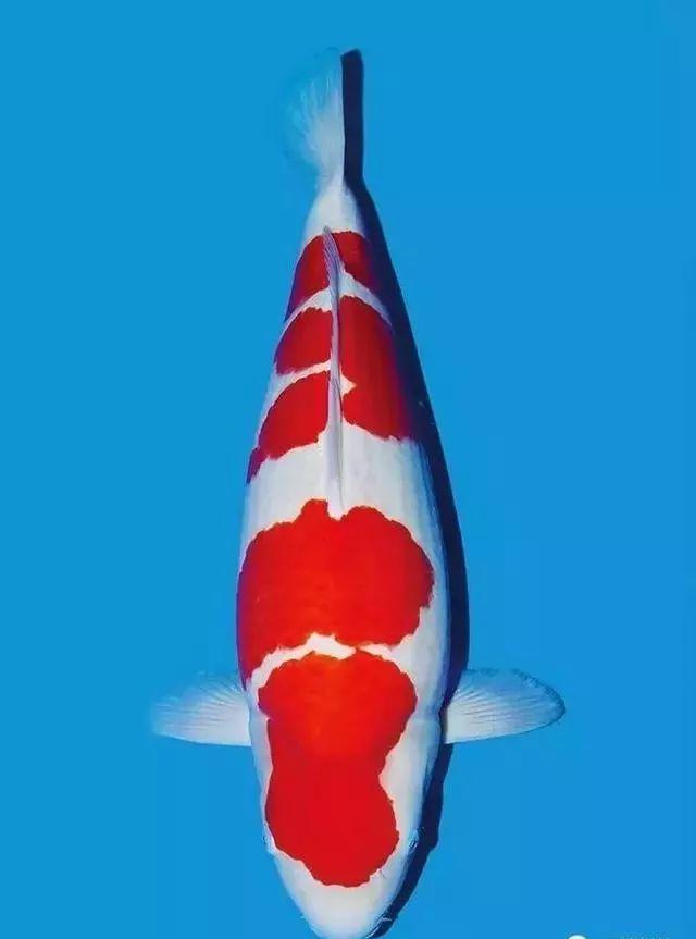 日本冠军红白锦鲤图片图片