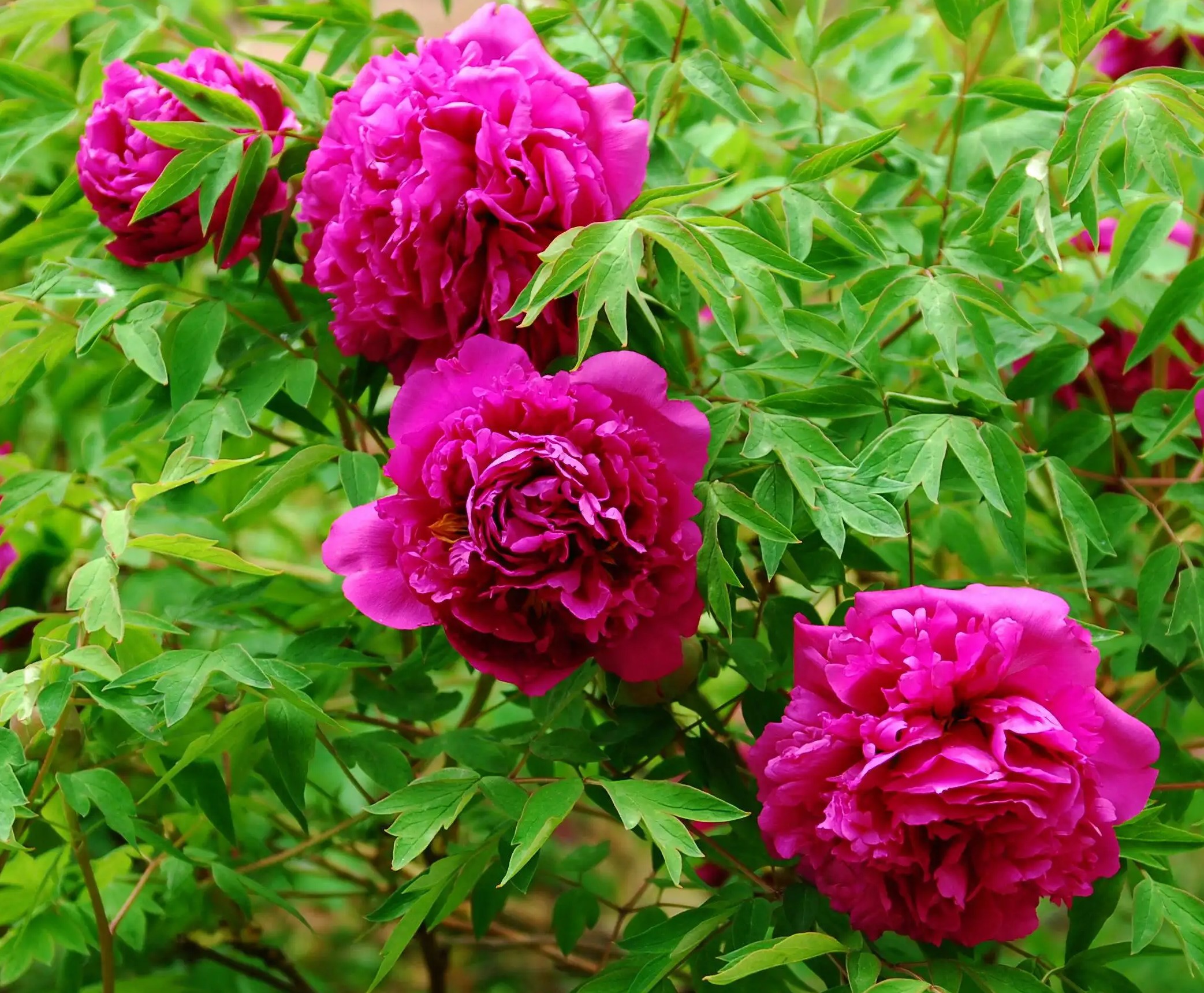 黑龙江省有7个地级市正式确立了市树,市花