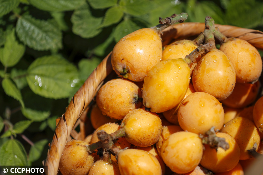 安徽歙县:三潭枇杷成熟开采