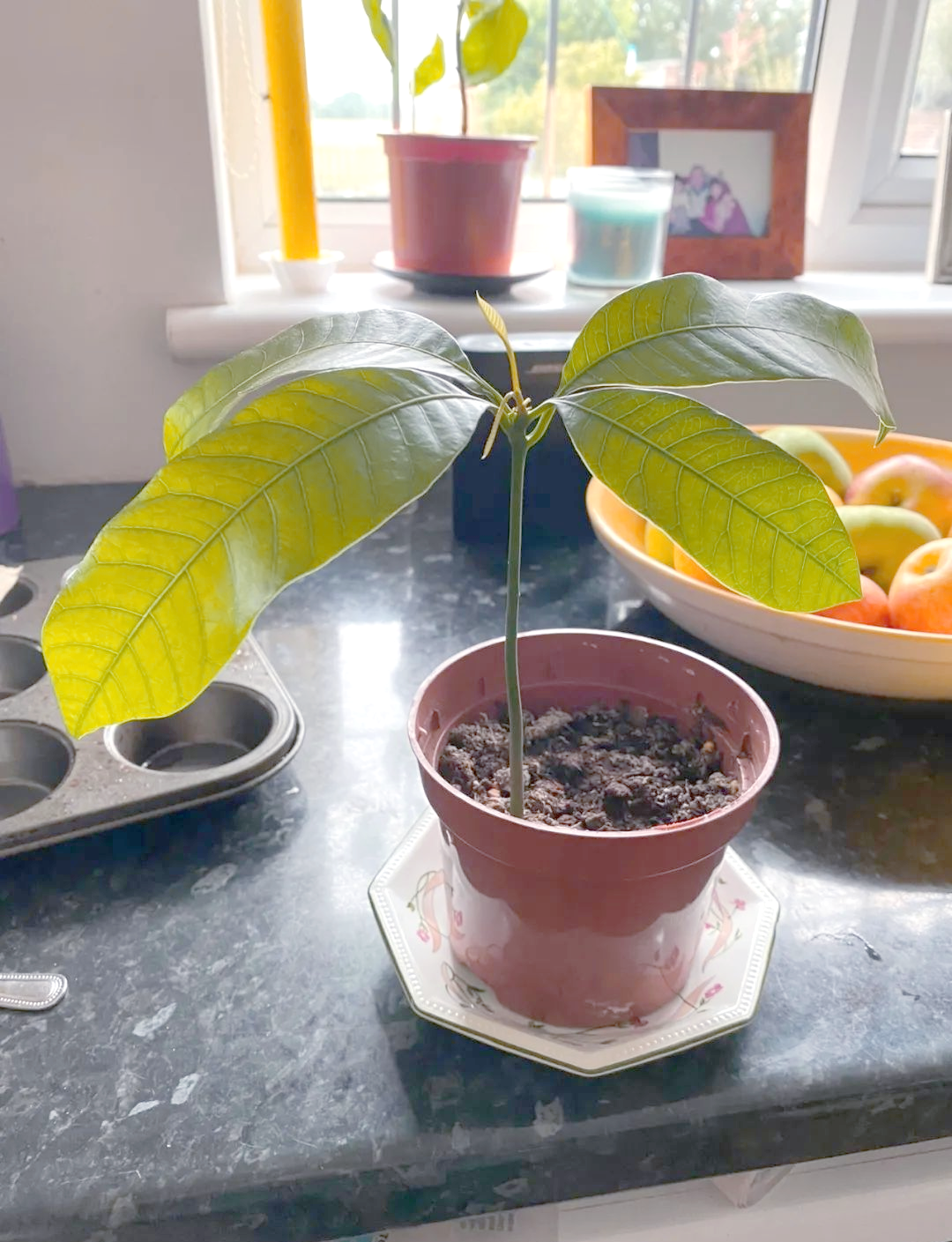 夏季窗台上的芒果小盆栽,培育方法简单有趣