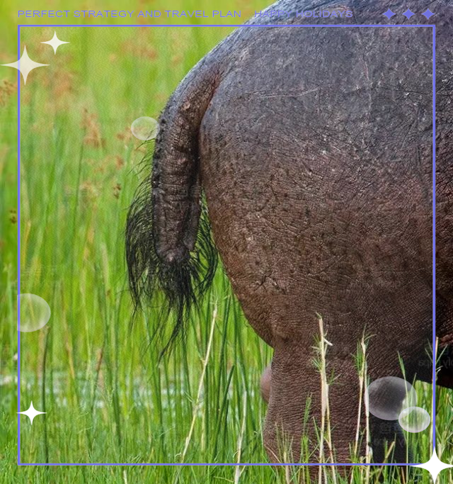 河马:淡水环境中的大型杂食性哺乳动物